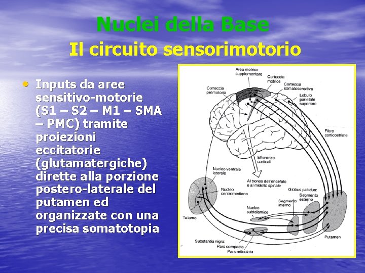 Nuclei della Base Il circuito sensorimotorio • Inputs da aree sensitivo-motorie (S 1 –