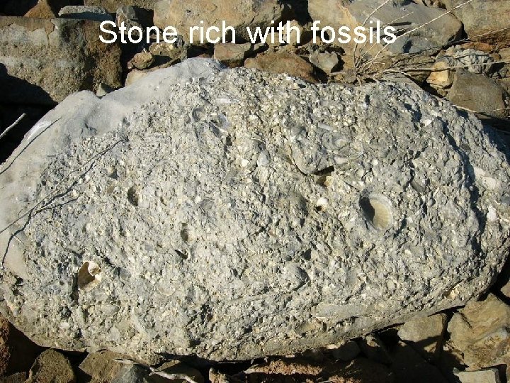 Stone rich with fossils 