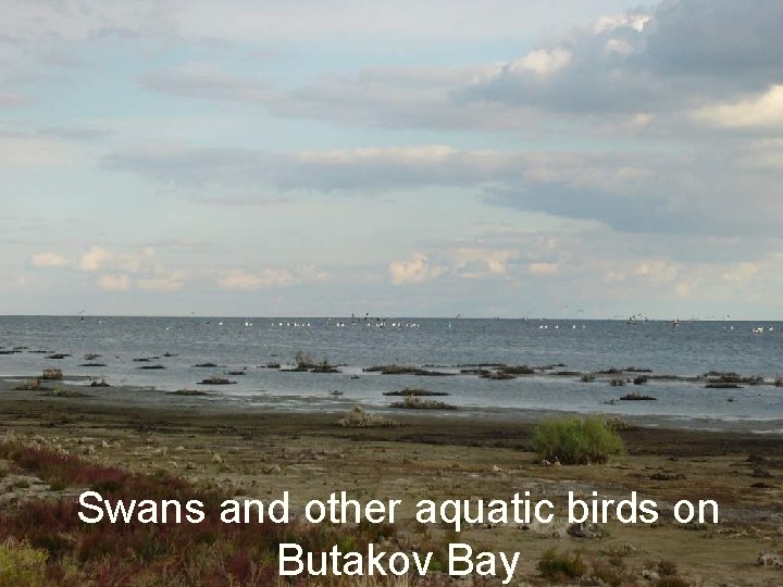 Swans and other aquatic birds on Butakov Bay 