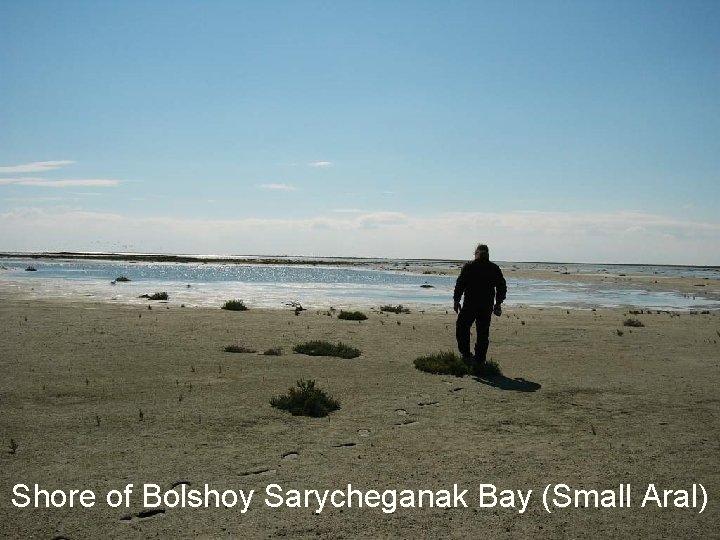 Shore of Bolshoy Sarycheganak Bay (Small Aral) Shore of Bolshoy Sarycheganak Bay (Small Aral)