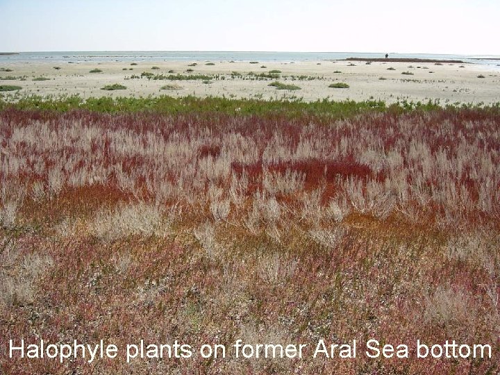 Halophyle plants on former Aral Sea bottom Halophyle plants on former Aral Sea bottom