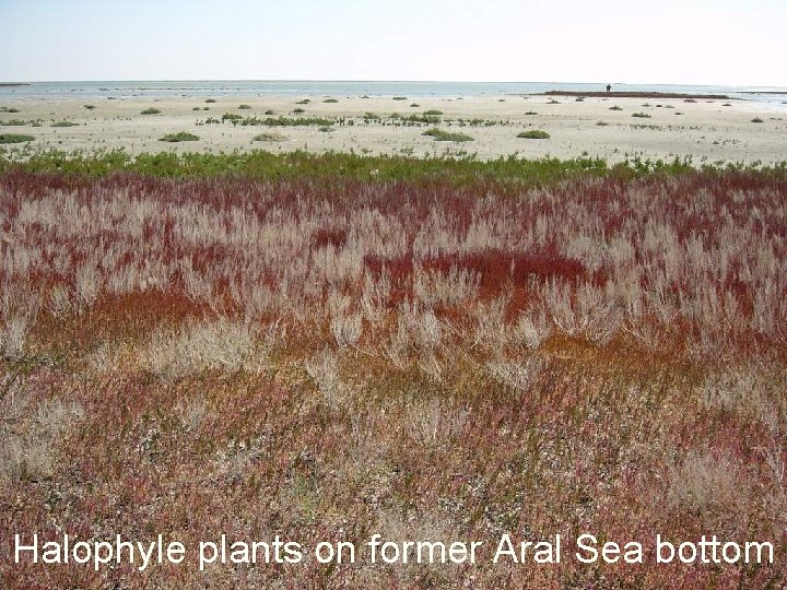 Halophyle plants on former Aral Sea bottom 