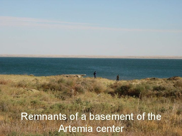 Remnants of a basement of the Artemia center 
