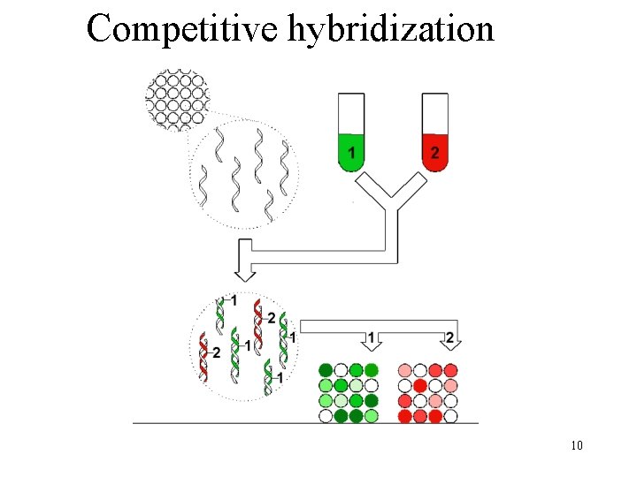 Competitive hybridization 10 