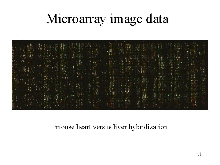 Microarray image data mouse heart versus liver hybridization 11 