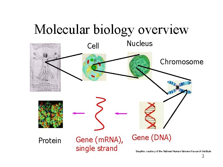 Molecular biology overview Cell Nucleus Chromosome Protein Gene (m. RNA), single strand Gene (DNA)