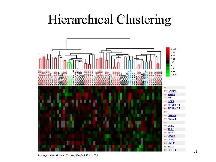 Hierarchical Clustering 31 Perou, Charles M. , et al. Nature, 406, 747 -752 ,