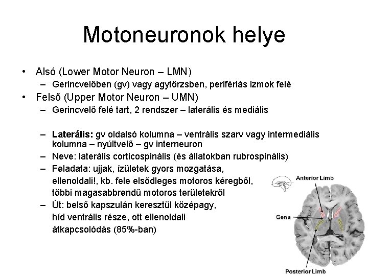 Motoneuronok helye • Alsó (Lower Motor Neuron – LMN) – Gerincvelőben (gv) vagy agytörzsben,
