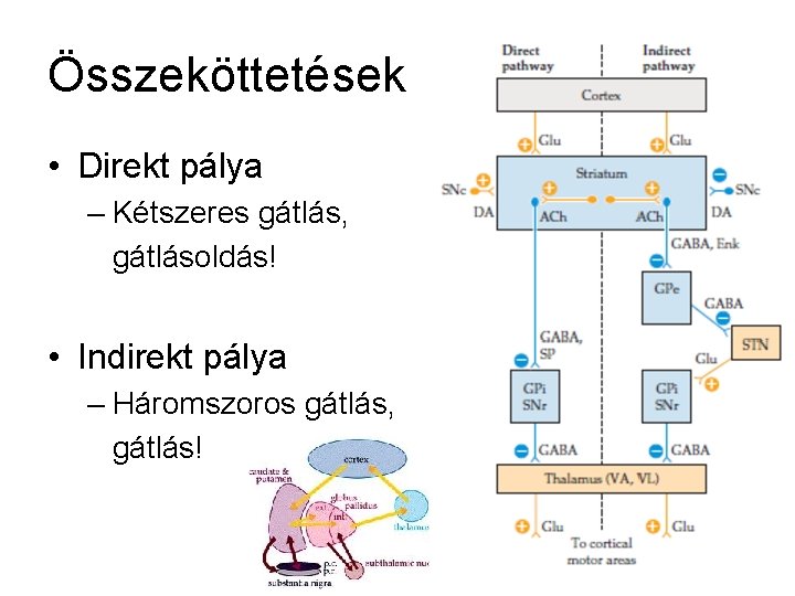 Összeköttetések • Direkt pálya – Kétszeres gátlás, gátlásoldás! • Indirekt pálya – Háromszoros gátlás,