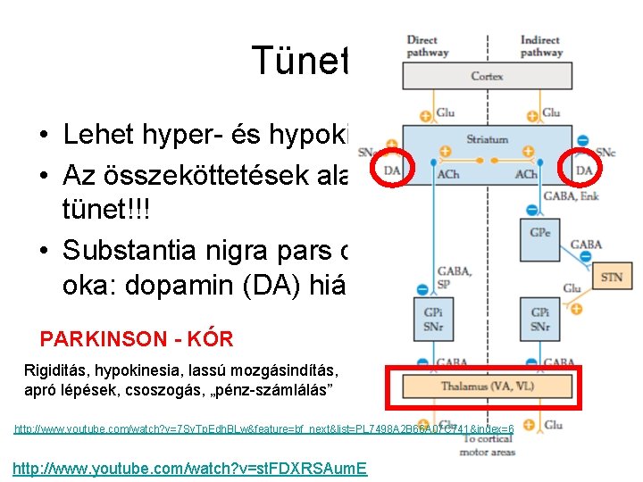 Tünetek • Lehet hyper- és hypokinetikus is! • Az összeköttetések alapján megérthető a tünet!!!