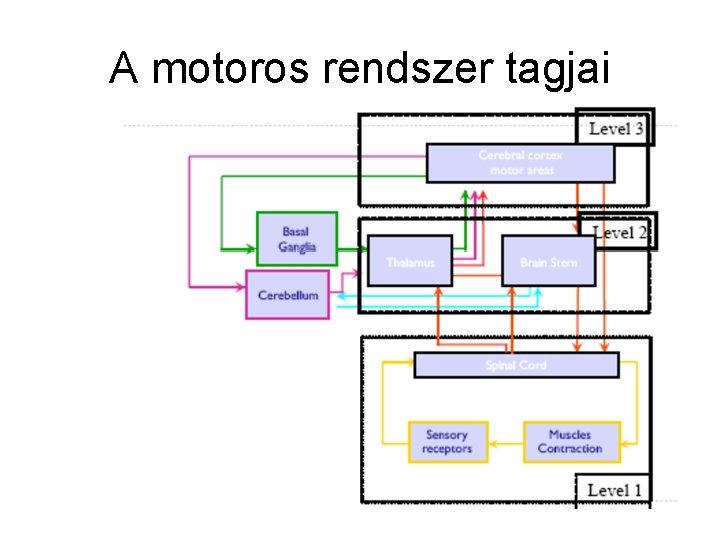 A motoros rendszer tagjai 