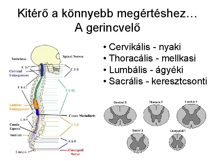 Kitérő a könnyebb megértéshez… A gerincvelő • Cervikális - nyaki • Thoracális - mellkasi