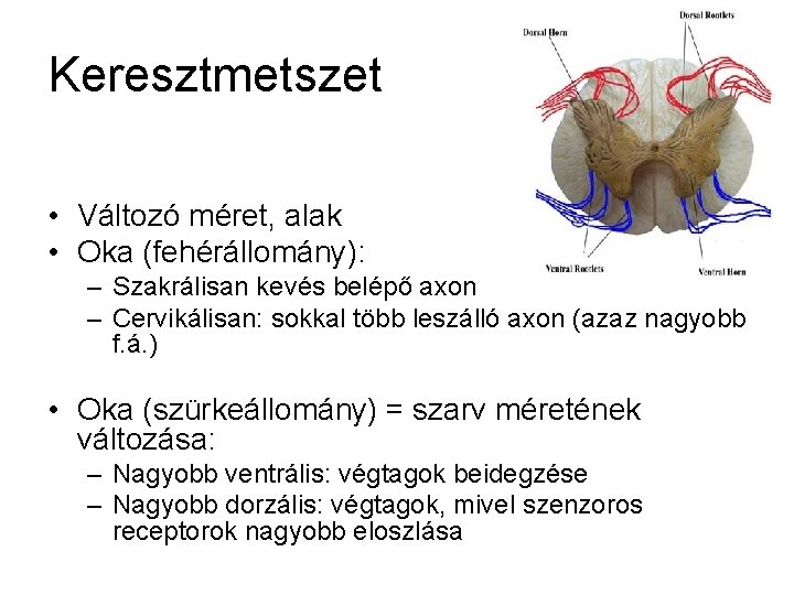 Keresztmetszet • Változó méret, alak • Oka (fehérállomány): – Szakrálisan kevés belépő axon –