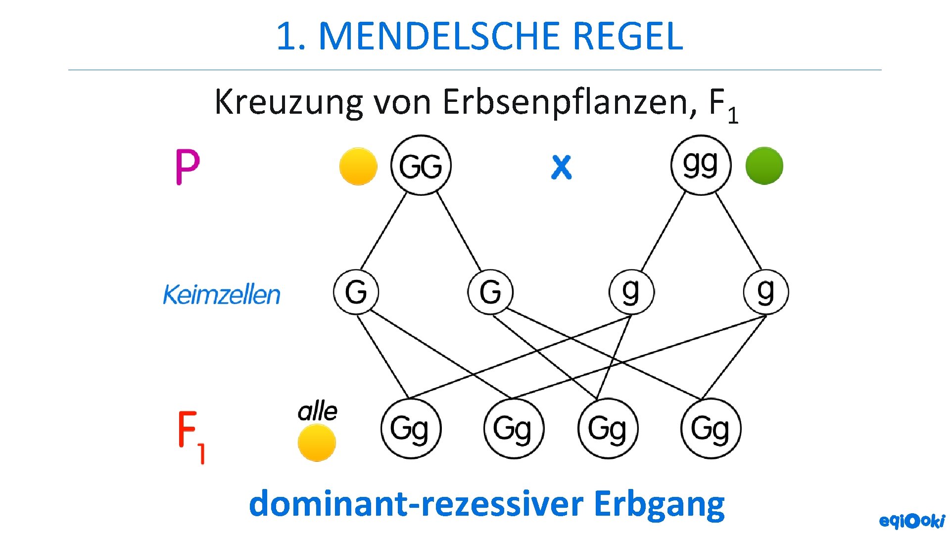 1. MENDELSCHE REGEL Kreuzung von Erbsenpflanzen, F 1 dominant-rezessiver Erbgang 