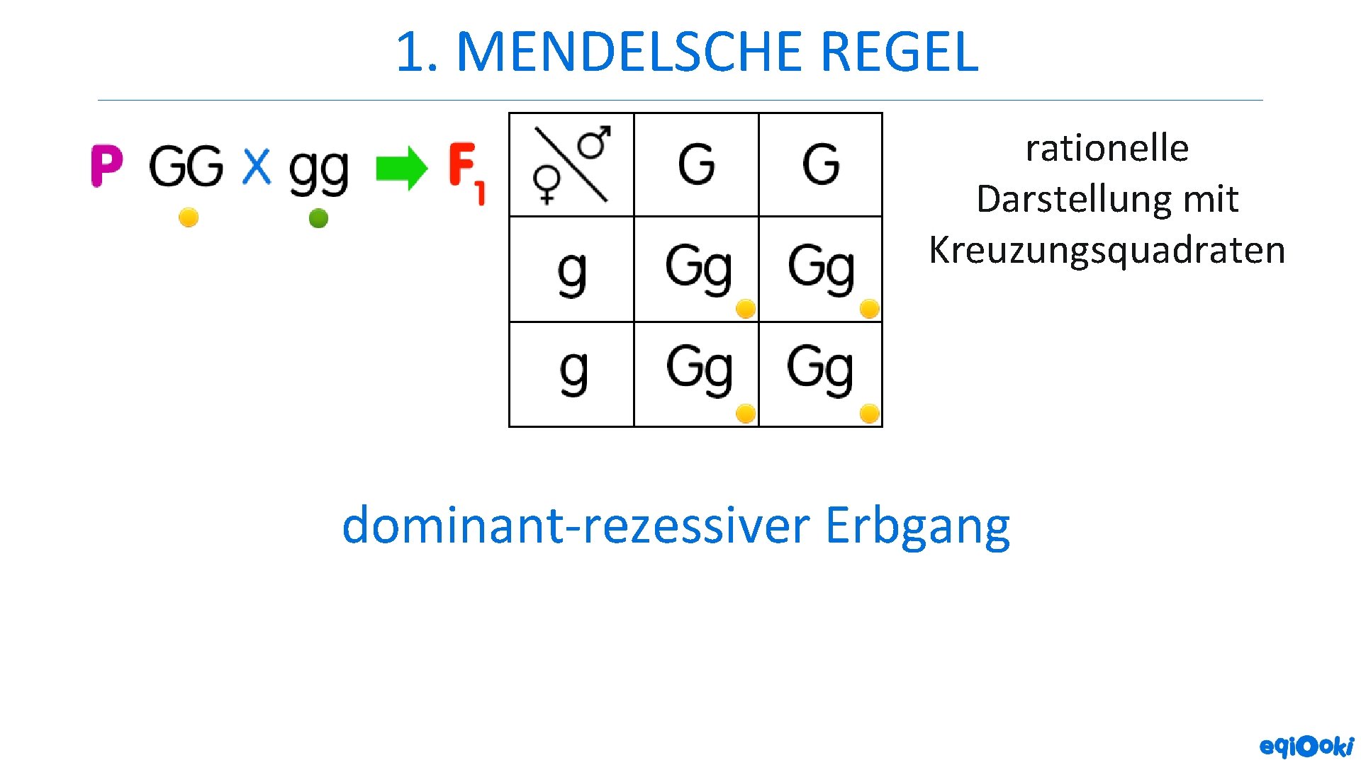 1. MENDELSCHE REGEL rationelle Darstellung mit Kreuzungsquadraten dominant-rezessiver Erbgang 