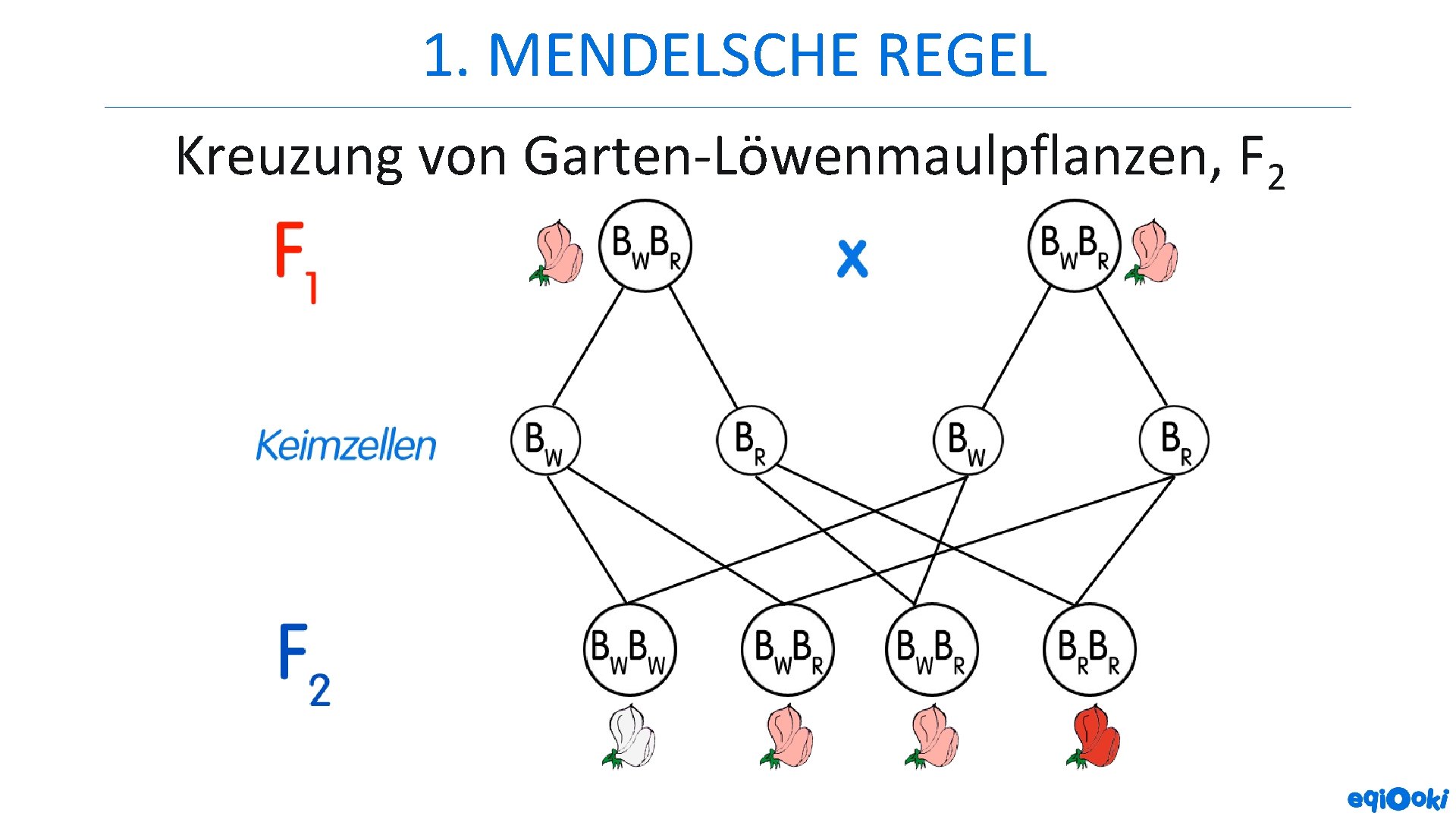 1. MENDELSCHE REGEL Kreuzung von Garten-Löwenmaulpflanzen, F 2 