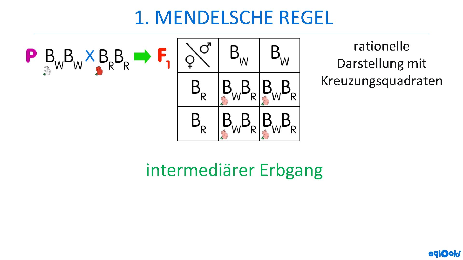 1. MENDELSCHE REGEL rationelle Darstellung mit Kreuzungsquadraten intermediärer Erbgang 