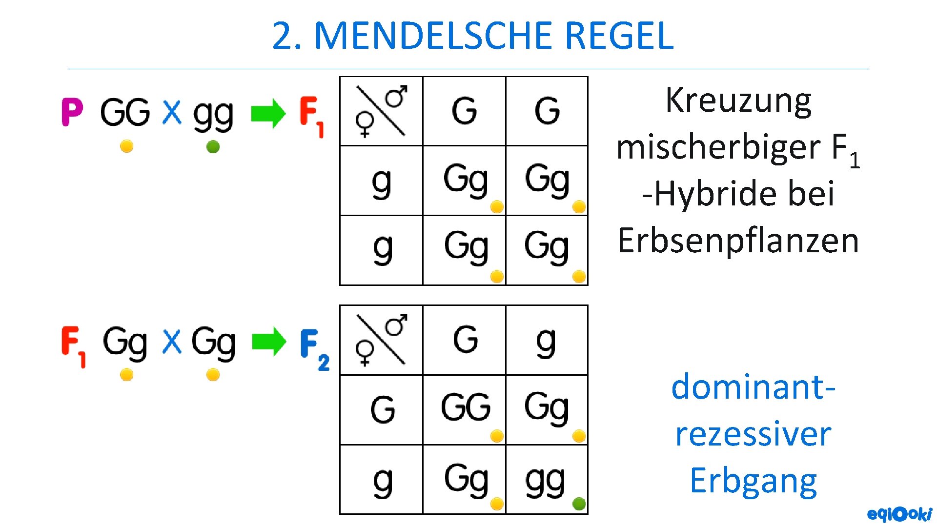 2. MENDELSCHE REGEL Kreuzung mischerbiger F 1 -Hybride bei Erbsenpflanzen dominantrezessiver Erbgang 