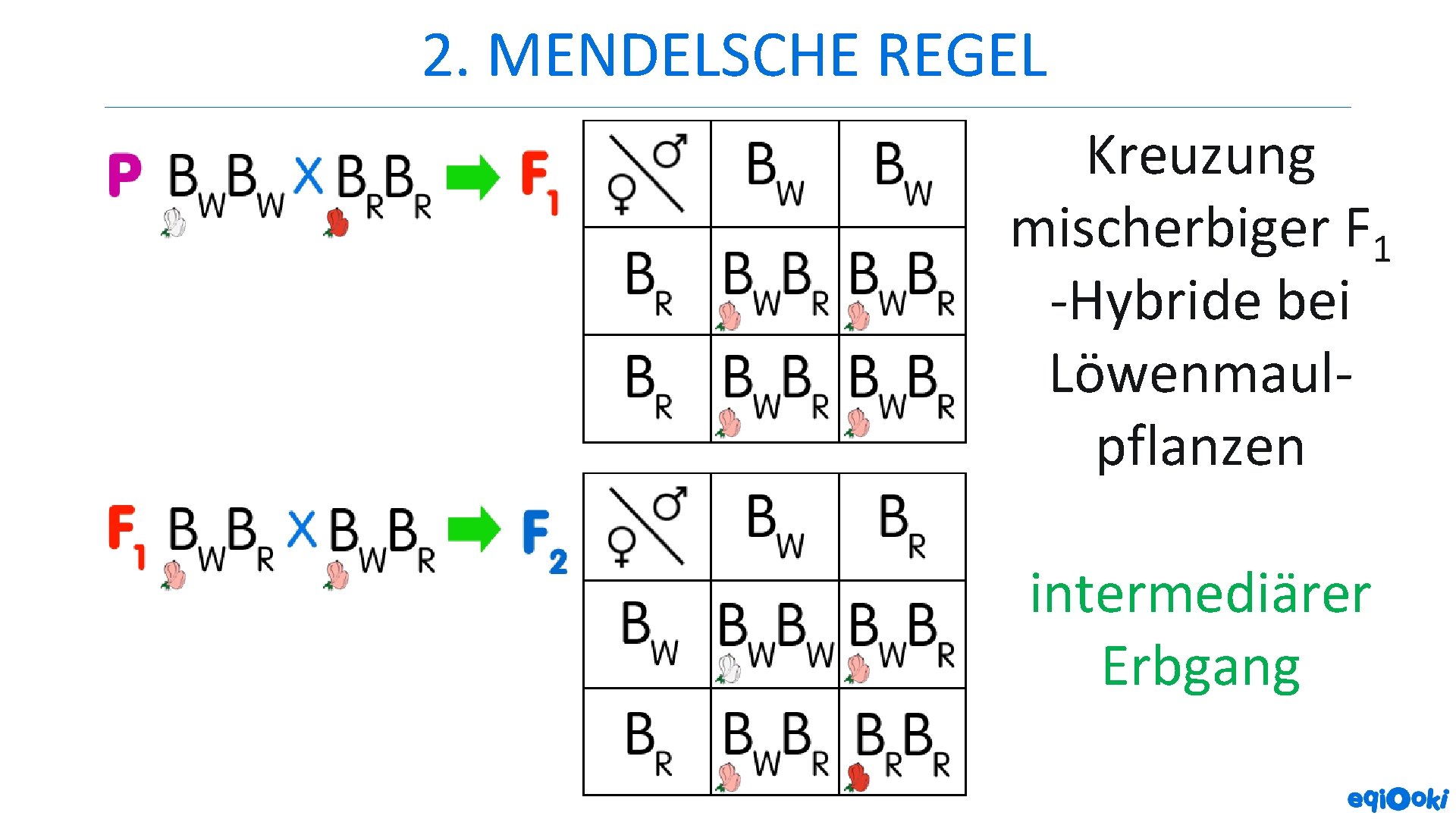 2. MENDELSCHE REGEL Kreuzung mischerbiger F 1 -Hybride bei Löwenmaulpflanzen intermediärer Erbgang 