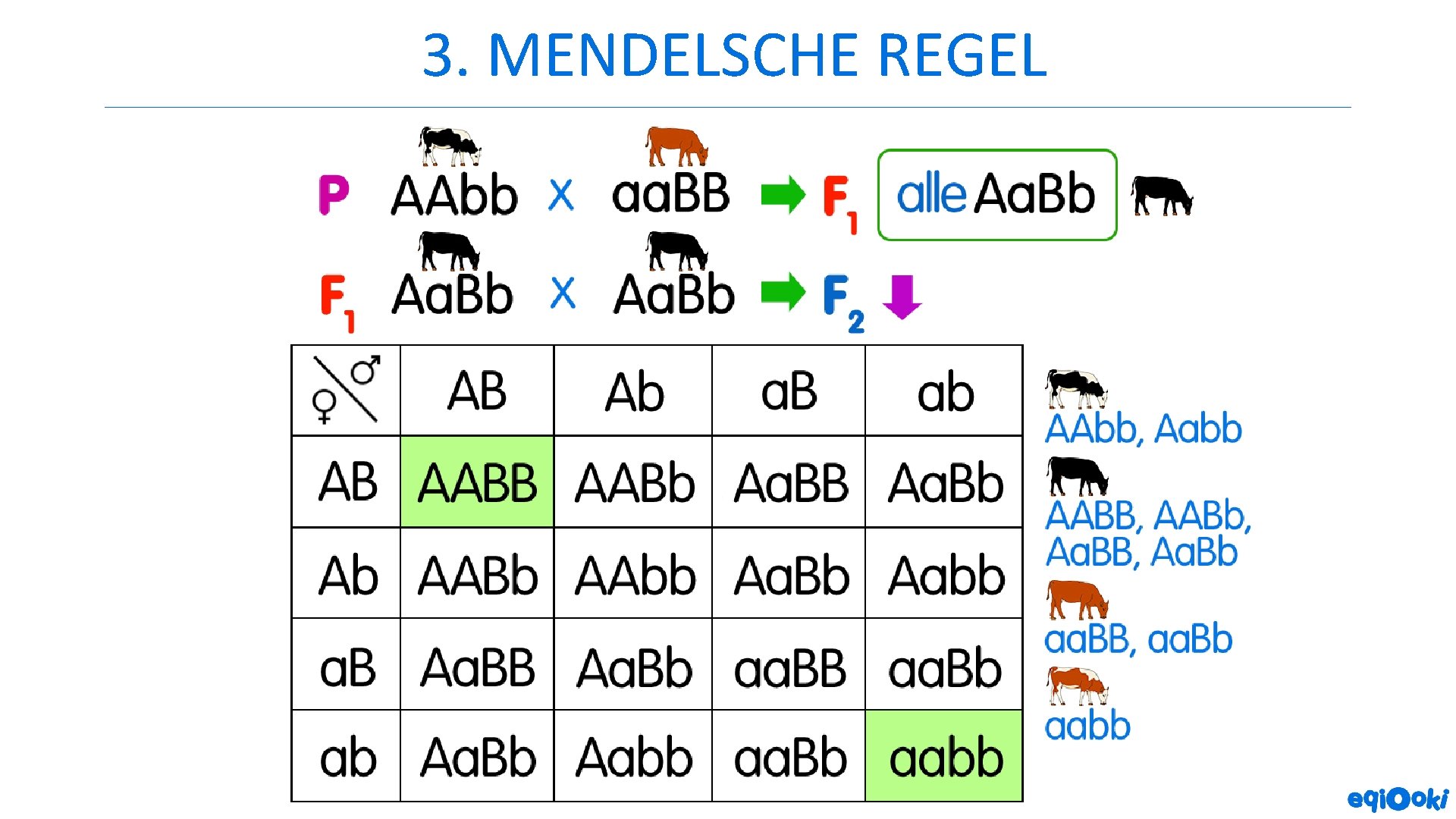 3. MENDELSCHE REGEL 