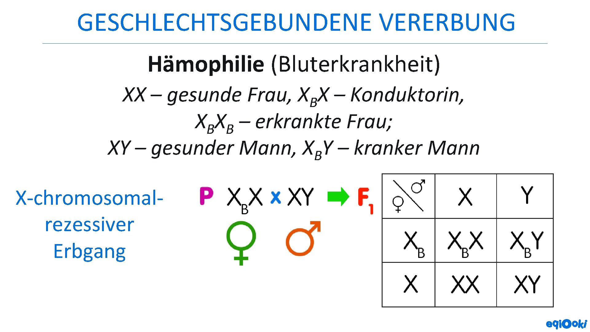 GESCHLECHTSGEBUNDENE VERERBUNG Hämophilie (Bluterkrankheit) XX – gesunde Frau, XBX – Konduktorin, XBXB – erkrankte