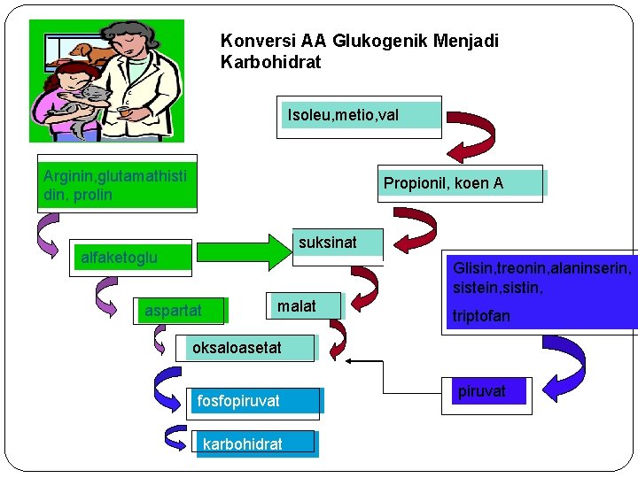 Konversi AA Glukogenik Menjadi Karbohidrat Isoleu, metio, val Arginin, glutamathisti din, prolin Propionil, koen