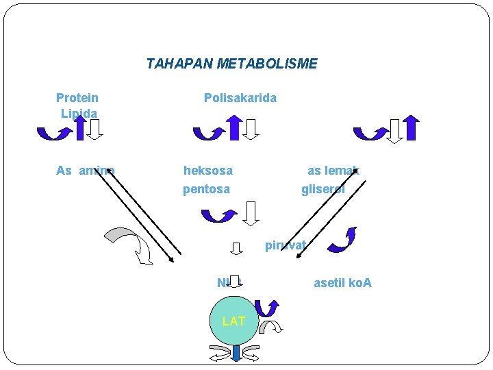 TAHAPAN METABOLISME Protein Lipida As amino Polisakarida heksosa pentosa as lemak gliserol piruvat NH