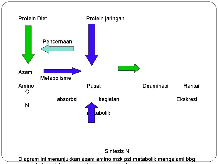 Protein Diet Protein jaringan Pencernaan Asam Metabolisme Amino C N Pusat absorbsi kegiatan Deaminasi