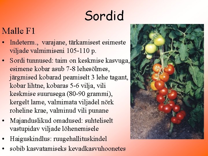 Sordid Malle F 1 • Indeterm. , varajane, tärkamisest esimeste viljade valmimiseni 105 -110