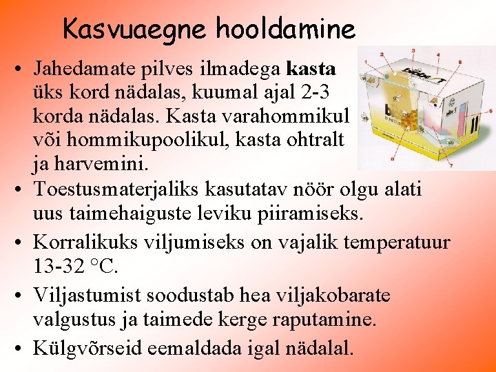 Kasvuaegne hooldamine • Jahedamate pilves ilmadega kasta üks kord nädalas, kuumal ajal 2 -3