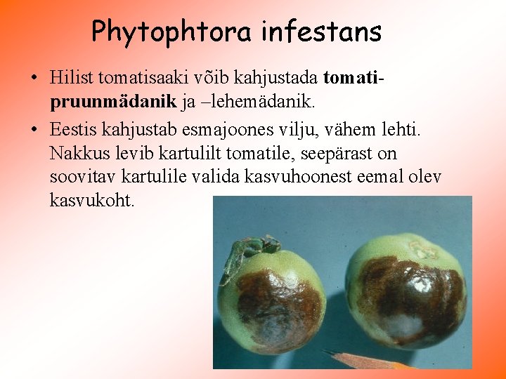 Phytophtora infestans • Hilist tomatisaaki võib kahjustada tomatipruunmädanik ja –lehemädanik. • Eestis kahjustab esmajoones