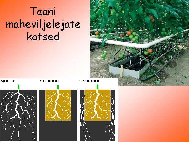 Taani maheviljelejate katsed 