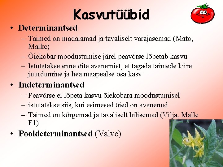 Kasvutüübid • Determinantsed – Taimed on madalamad ja tavaliselt varajasemad (Mato, Maike) – Õiekobar