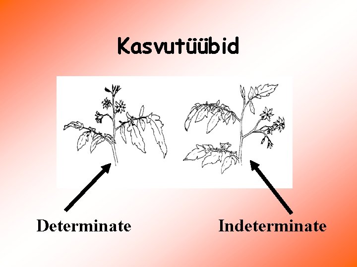 Kasvutüübid Determinate Indeterminate 