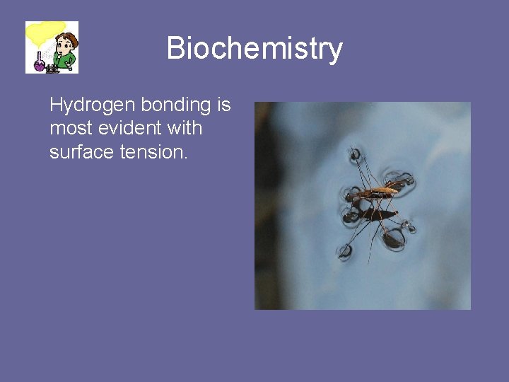 Biochemistry Hydrogen bonding is most evident with surface tension. 