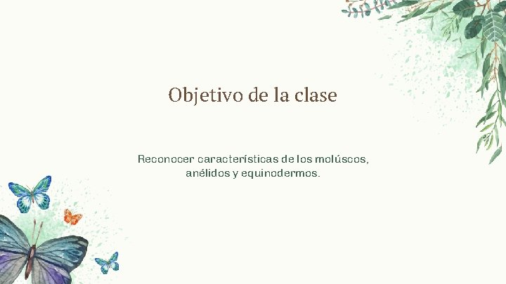 Objetivo de la clase Reconocer características de los molúscos, anélidos y equinodermos. 
