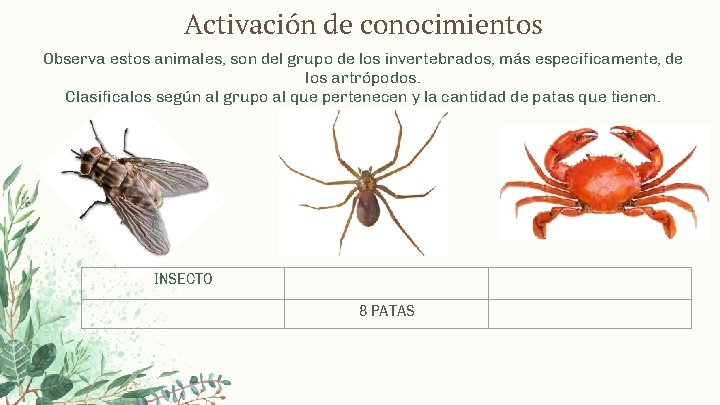 Activación de conocimientos Observa estos animales, son del grupo de los invertebrados, más especificamente,