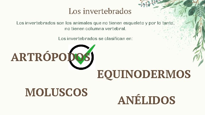 Los invertebrados son los animales que no tienen esqueleto y por lo tanto, no