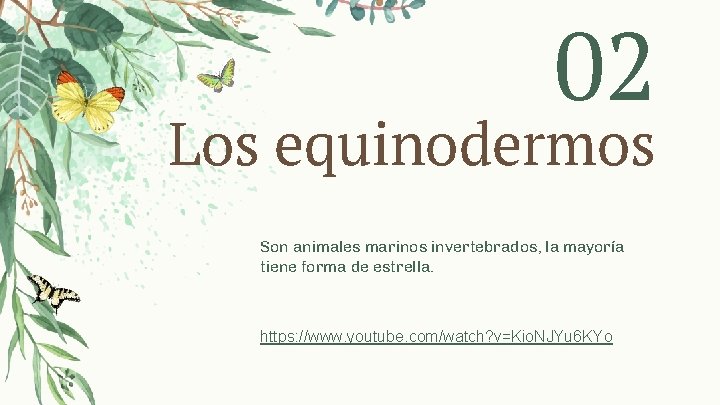 02 Los equinodermos Son animales marinos invertebrados, la mayoría tiene forma de estrella. https: