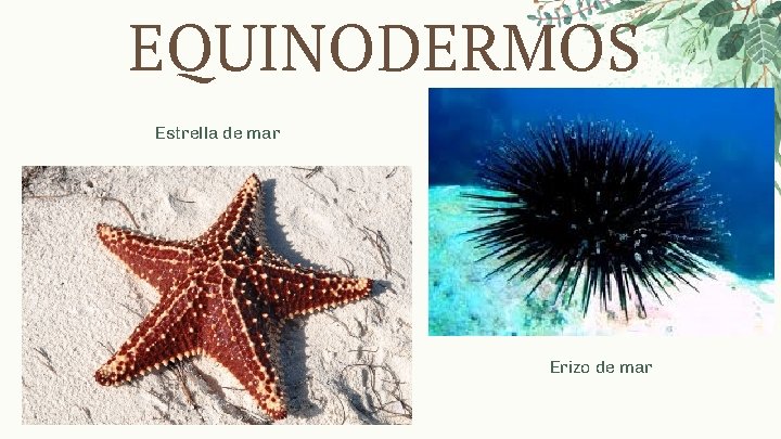 EQUINODERMOS Estrella de mar Erizo de mar 