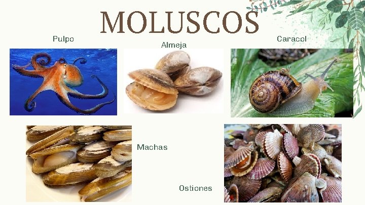 Pulpo MOLUSCOS Almeja Machas Ostiones Caracol 