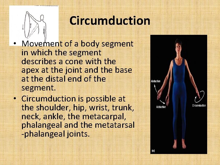 Circumduction • Movement of a body segment in which the segment describes a cone Circumduction • Movement of a body segment in which the segment describes a cone