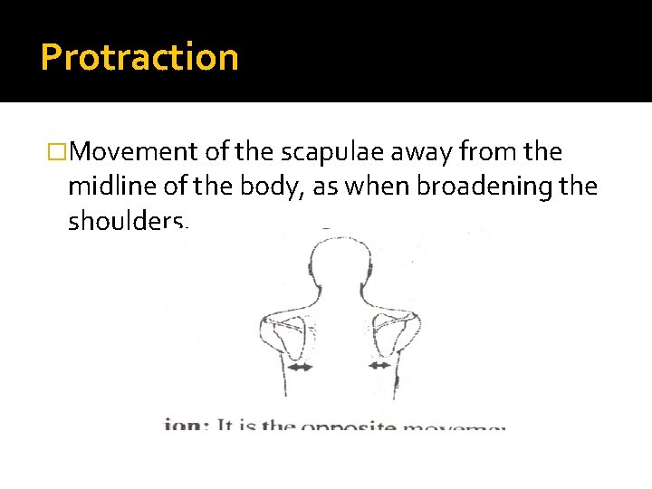 Protraction �Movement of the scapulae away from the midline of the body, as when