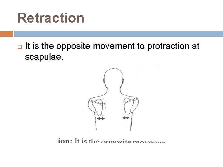 Retraction It is the opposite movement to protraction at scapulae. Retraction It is the opposite movement to protraction at scapulae.