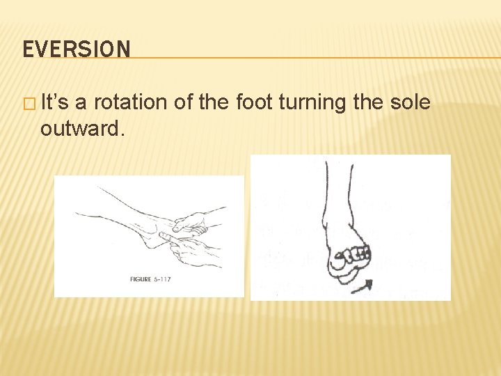 EVERSION � It’s a rotation of the foot turning the sole outward. 