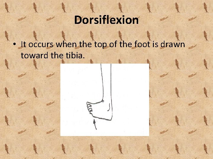 Dorsiflexion • It occurs when the top of the foot is drawn toward the