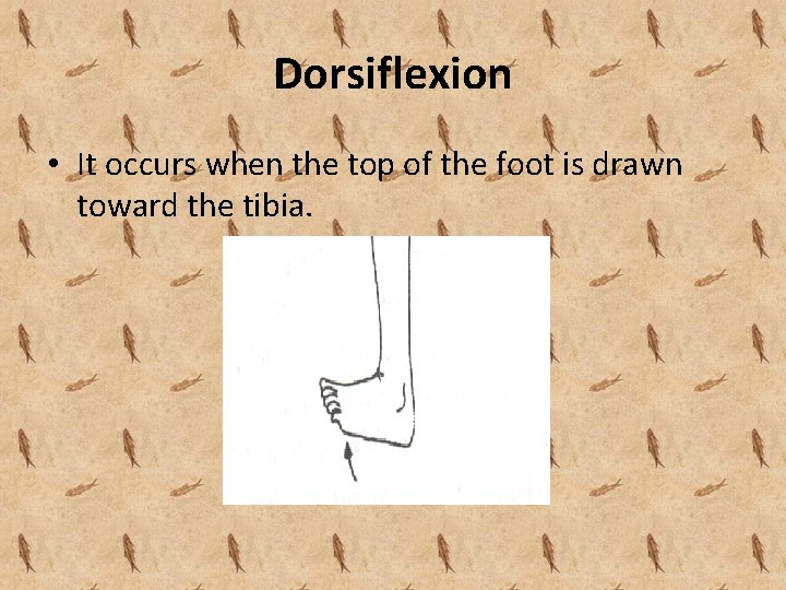 Dorsiflexion • It occurs when the top of the foot is drawn toward the Dorsiflexion • It occurs when the top of the foot is drawn toward the