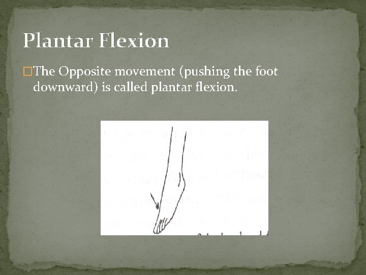 Plantar Flexion �The Opposite movement (pushing the foot downward) is called plantar flexion. 