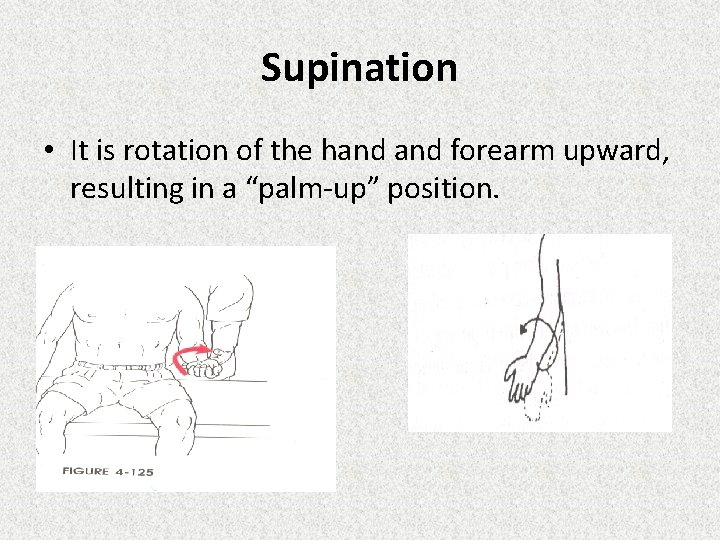 Supination • It is rotation of the hand forearm upward, resulting in a “palm-up” Supination • It is rotation of the hand forearm upward, resulting in a “palm-up”