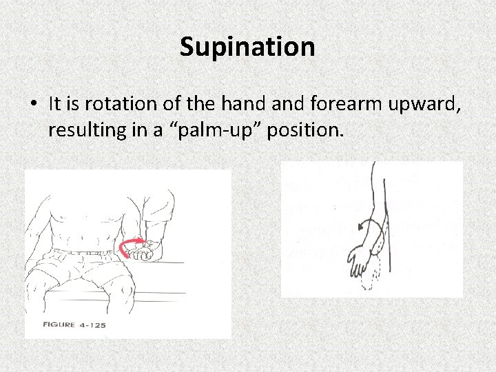 Supination • It is rotation of the hand forearm upward, resulting in a “palm-up”